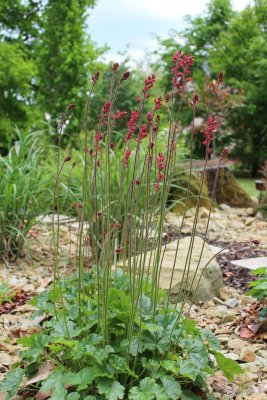 Heuchera × pruhoniciana - dlužicha průhonická